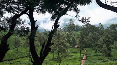 a green field with trees