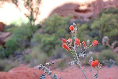 a plant with red flowers in the desert