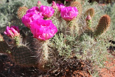 a cactus with pink flowers in the desert