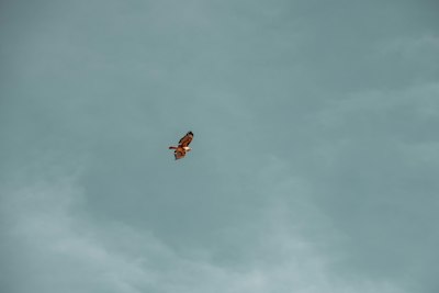 brown bird flying under blue sky during daytime