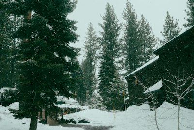 Snow falls on a forest with a house