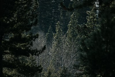 a forest filled with lots of tall trees