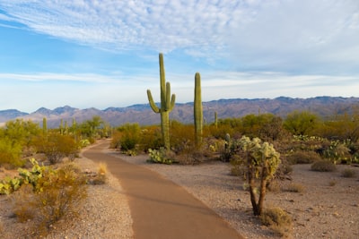 A paved path winding through a desert landscape with saguaro cacti and distant mountains