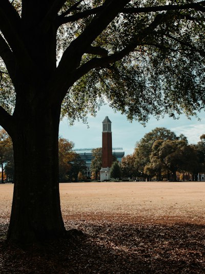 a large tree with a clock tower in the background