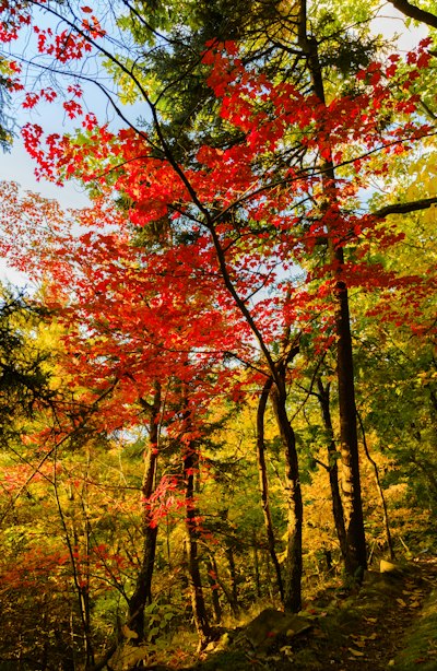 a group of trees with red leaves