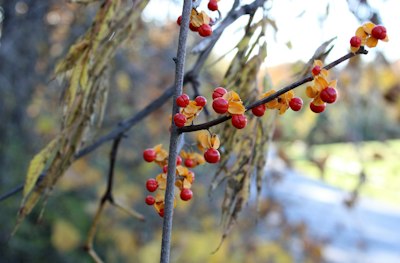 a close up of some berries