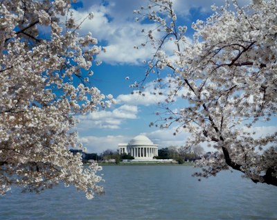 Jefferson Memorial with cherry blossoms, Washington, D.C
