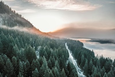green pine trees on mountain during daytime