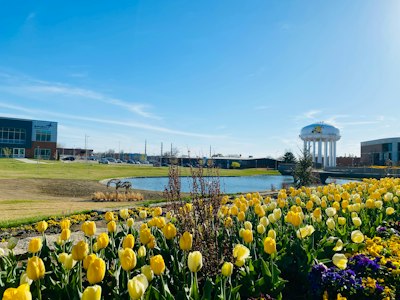 a field of yellow tulips with a water tower in the background