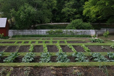 Vegetable garden with a fence and trees in background