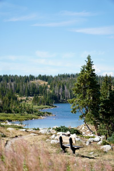 A wooden bench on a grassy hill overlooking a lake and pine forest