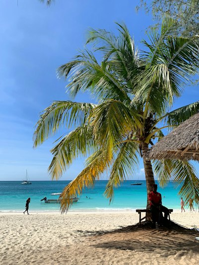 person sitting under coconut tree